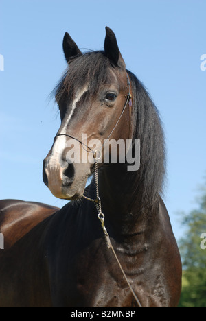 Pony Welsh Pony cavallo Trakehner Mix ritratto Foto Stock