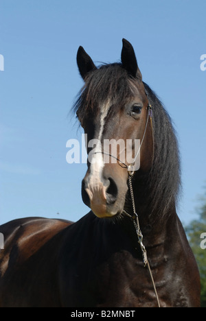 Pony Welsh Pony cavallo Trakehner Mix ritratto Foto Stock