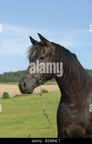 Pony Welsh Pony cavallo Trakehner Mix ritratto Foto Stock