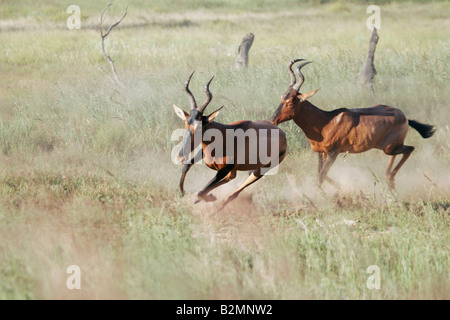 Hartebeest Alcelaphus buselaphus Kuhantilope Grasslandantilope Suedafrika Sud Africa Foto Stock