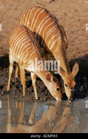 Nyala femmina Tragelaphus angasii Mkuzi Parco Nazionale di NP Sud Africa Foto Stock