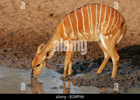 Nyala femmina Tragelaphus angasii Mkuzi Parco Nazionale di NP Sud Africa Foto Stock