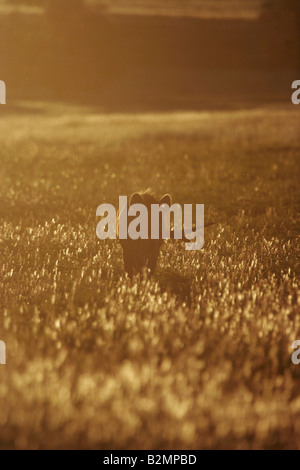 Ridere Iena Spotted Hyaena Crocuta crocuta Sudafrica Krueger Parco Nazionale di NP Carnivora Foto Stock