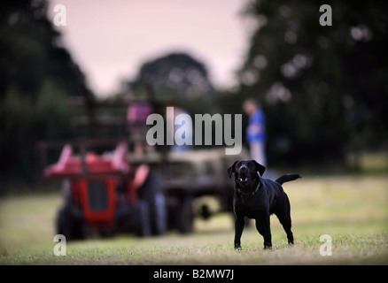 Un nero LABRADOR abbaia in un campo dove il fieno viene raccolto DA UN TRATTORE E DA UN RIMORCHIO IN GLOUCESTERSHIRE REGNO UNITO Foto Stock