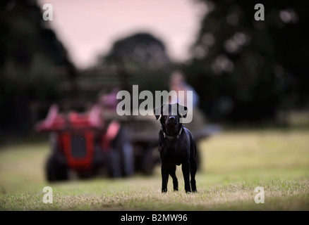 Un nero LABRADOR abbaia in un campo dove il fieno viene raccolto DA UN TRATTORE E DA UN RIMORCHIO IN GLOUCESTERSHIRE REGNO UNITO Foto Stock