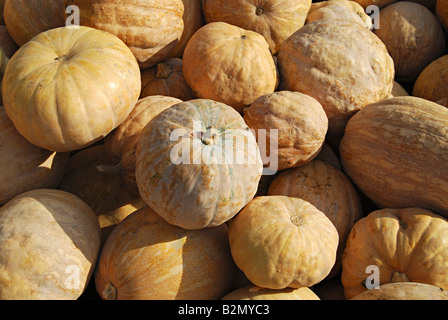 Zucche disposti in vendita presso il cantiere di mercato di Pune, Maharashtra, India. Foto Stock