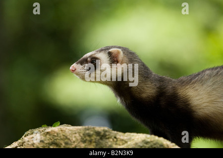 Ritratto di profilo di un singolo interno maschio ferret su una roccia nel bosco. Foto Stock