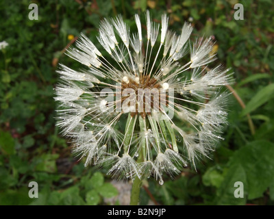 Dettaglio di un orologio di tarassaco nella pioggia, mostra di gocce di acqua sul fluff e semi ,presi su uno sfondo verde. Foto Stock