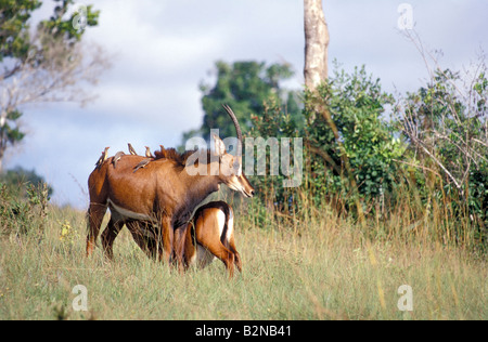 Femmina adulta Sable Antelope nella Riserva dei Colli Shimba, Mombasa, in Kenya. Foto Stock