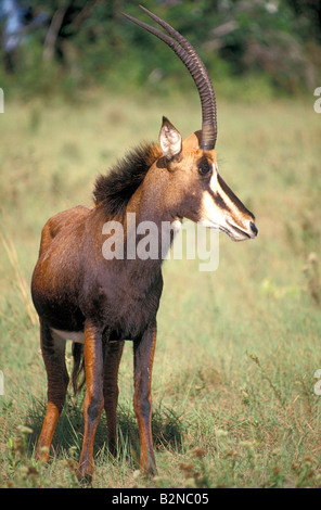 Femmina adulta Sable Antelope nella Riserva dei Colli Shimba, Mombasa, in Kenya. Foto Stock