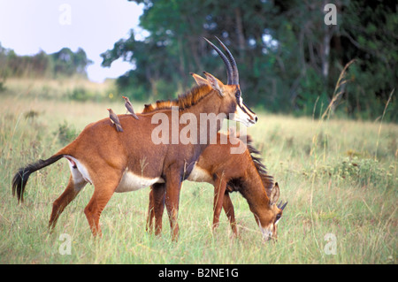 Femmina adulta Sable Antelope nella Riserva dei Colli Shimba, Mombasa, in Kenya. Foto Stock