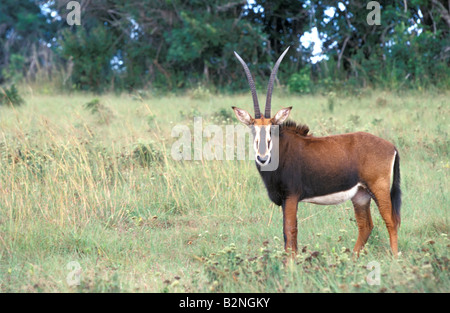 Femmina adulta Sable Antelope nella Riserva dei Colli Shimba, Mombasa, in Kenya. Foto Stock