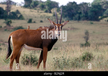 Femmina adulta Sable Antelope nella Riserva dei Colli Shimba, Mombasa, in Kenya. Foto Stock