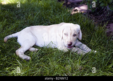 Giallo Labrador Retriever cucciolo all'aperto nell'erba verde sdraiato masticare stick Foto Stock