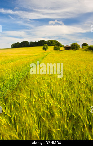 Le colture estive che cresce in un campo di Dorset Inghilterra Foto Stock