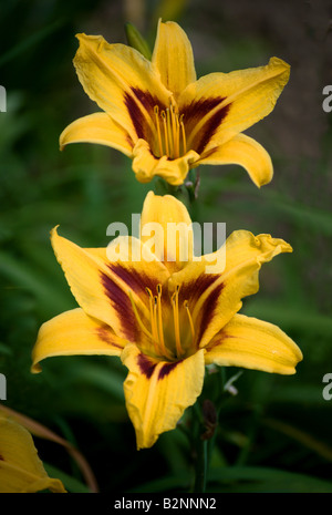 Una coppia di fiori di un Hemerocallis (giglio di giorno) in fiore a Evologia giardini. Immagine ha hyper-profondità di campo. Foto Stock