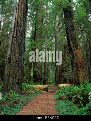 Percorso a piedi attraverso giant redwoods Stout Grove Jedidiah Smith Redwoods State Park California USA Foto Stock