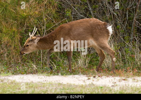 Sika cervo (Cervus nippon) questi sono una specie esotiche e sono veramente una forma asiatica di elk Foto Stock