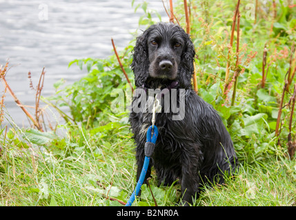 Un wet black Cocker Spaniel seduto sulla riva del fiume Foto Stock