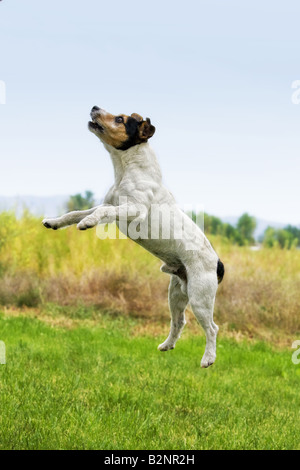 Jack Russell Terrier cane jumping all aperto in erba verde Foto Stock