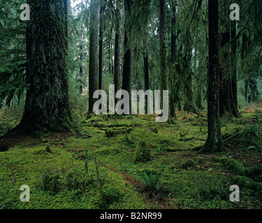 Hoh rain forest moss laden alberi lussureggiante fogliame verde Penisola Olimpica nello Stato di Washington STATI UNITI D'AMERICA Foto Stock