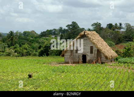 Fienile di tabacco in Vinales, Pinar del Rio, Cuba. Foto Stock