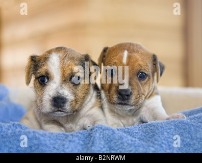 Due Jack Russell Terrier cuccioli su sfondo blu Foto Stock