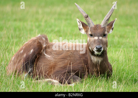 Un Philippine Spotted Deer giace in basso nell'erba lunga Foto Stock