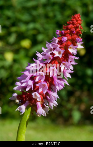 Orchid Primrose Primula vialii Foto Stock