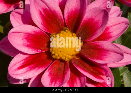 Dahlia Amazone rosa Foto Stock