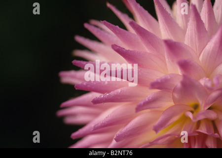 Rosa dalie con rugiada di mattina su petali sunrise Foto Stock