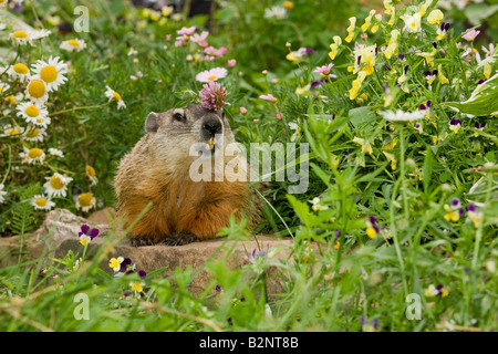 Marmotta (Marmota monax) in Flower Garden Foto Stock