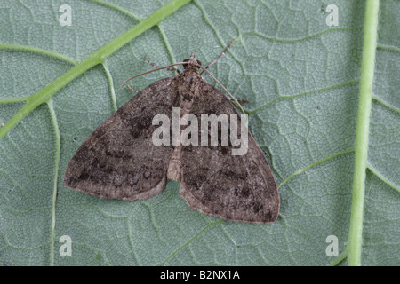 Luglio Highflyer - Hydriomena furcata Foto Stock