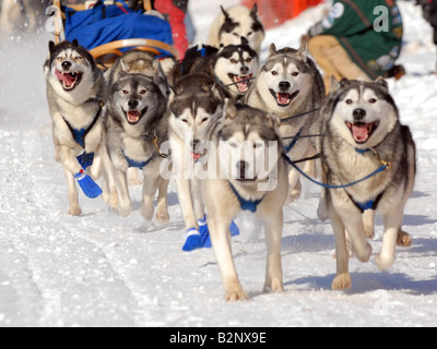 2008 John Beargrease Sled Dog Marathon una squadra di husky all'inizio Foto Stock