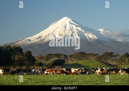 Vacche da latte e i terreni agricoli in prossimità Opunake e Mt Taranaki Mt Egmont Taranaki Isola del nord della Nuova Zelanda Foto Stock