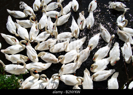 Cigni sul fiume Severn, Worcester, Worcestershire, England, Regno Unito Foto Stock