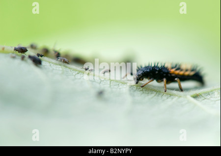 Ladybird larve mangiano gli afidi su una foglia Foto Stock