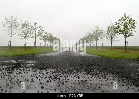 Viale alberato Foto Stock