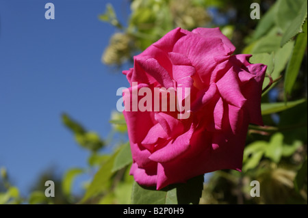 Zephirine drouhin rose Foto Stock