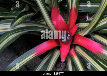 Bromeliad (Neoregelia carolinae f. tricolore). Fiori blu nel centro cup Foto Stock