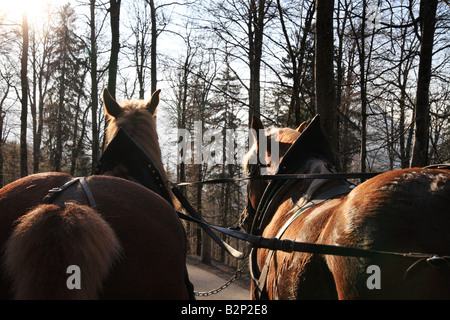 "Carro trainato da cavalli', che i turisti traghetti da e per il Castello di Neuschwanstein in Germania, "cavalli". Foto Stock