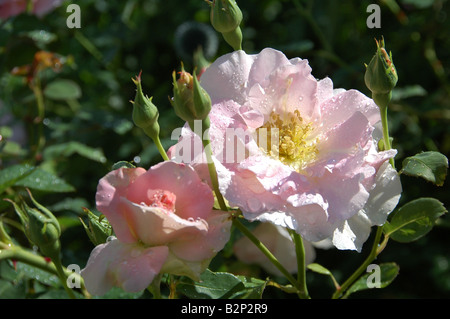 La luce rosa rosa ad arbusto sotto il sole con le gocce di pioggia UK garden Agosto 2008 Foto Stock