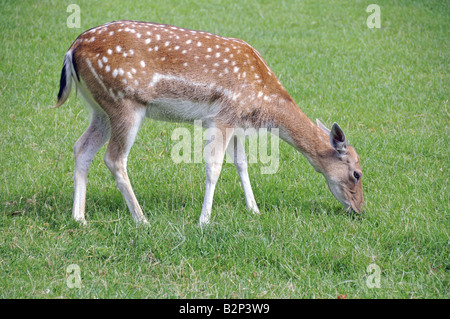 Daino Dama Dama pascolo Foto Stock