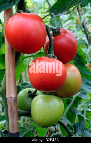 SOLANUM LYCOPERSICUM POMODORO CRISTAL ibrido F1 AGM Foto Stock