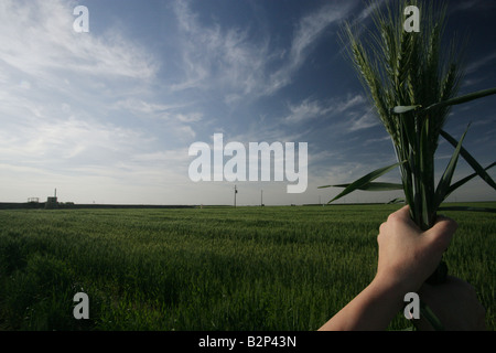 Donna di mano azienda bundle di frumento in campo. Foto Stock