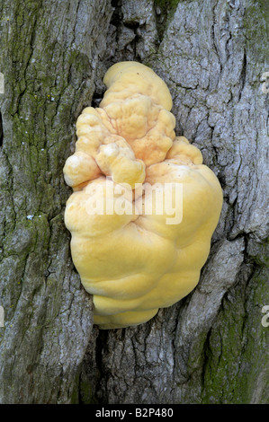 Ripiano di zolfo, pollo del bosco (Laetiporus sulfurei, Polyporus sulfurei), giovani che cresce su un tronco di albero Foto Stock