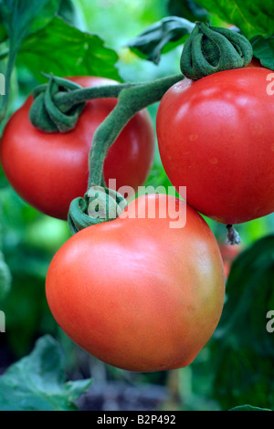 SOLANUM LYCOPERSICUM FERLINE pomodoro ibrido F1 è tollerante batterico Foto Stock