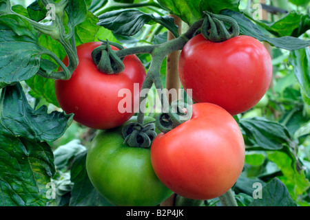 SOLANUM LYCOPERSICUM FERLINE pomodoro ibrido F1 è tollerante batterico Foto Stock