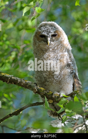 Allocco (Strix aluco), capretti appollaiato sul ramo Foto Stock