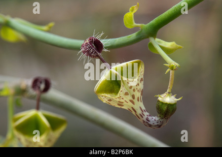 Lanterna Fiore (Ceropegia haygarthii), fiore Foto Stock